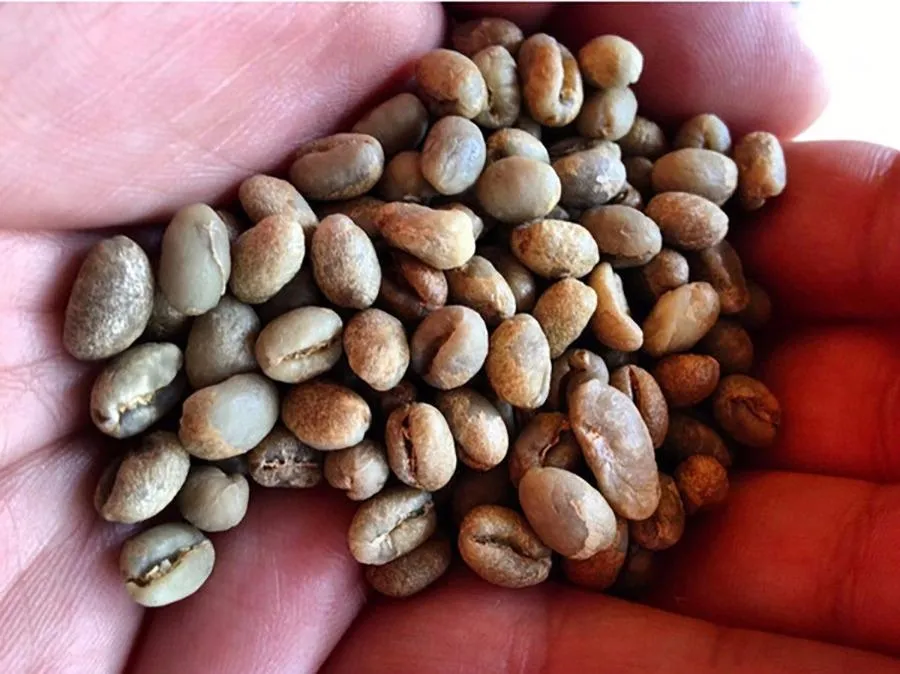 Grimpeur Loves You 1lb Coffee & Plant Bundle & Subscription Plans