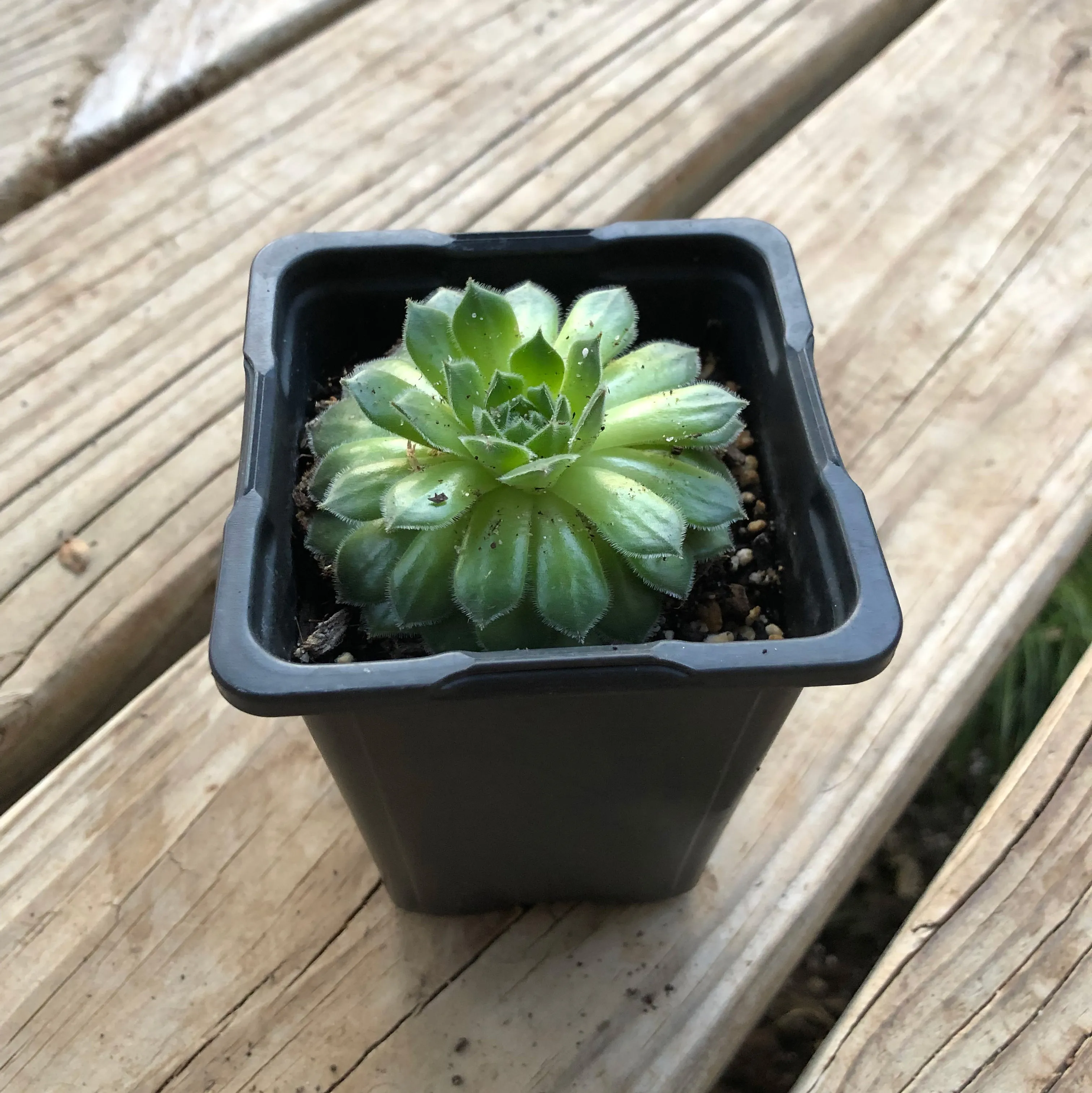 Grimpeur Loves You 1lb Coffee & Plant Bundle & Subscription Plans