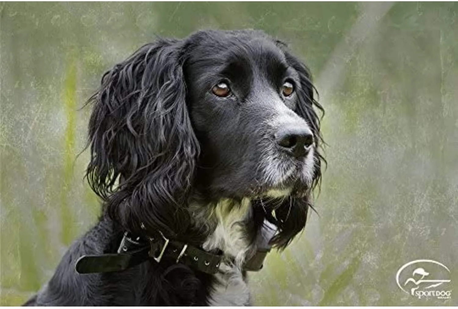 SportDog 450M Remote Trainer